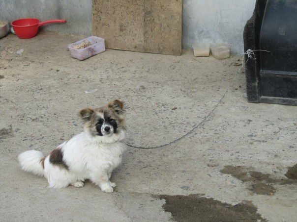 쫑구 (Jjonggu), my first host family's dog and my exchange mascot, was happy to see me again.